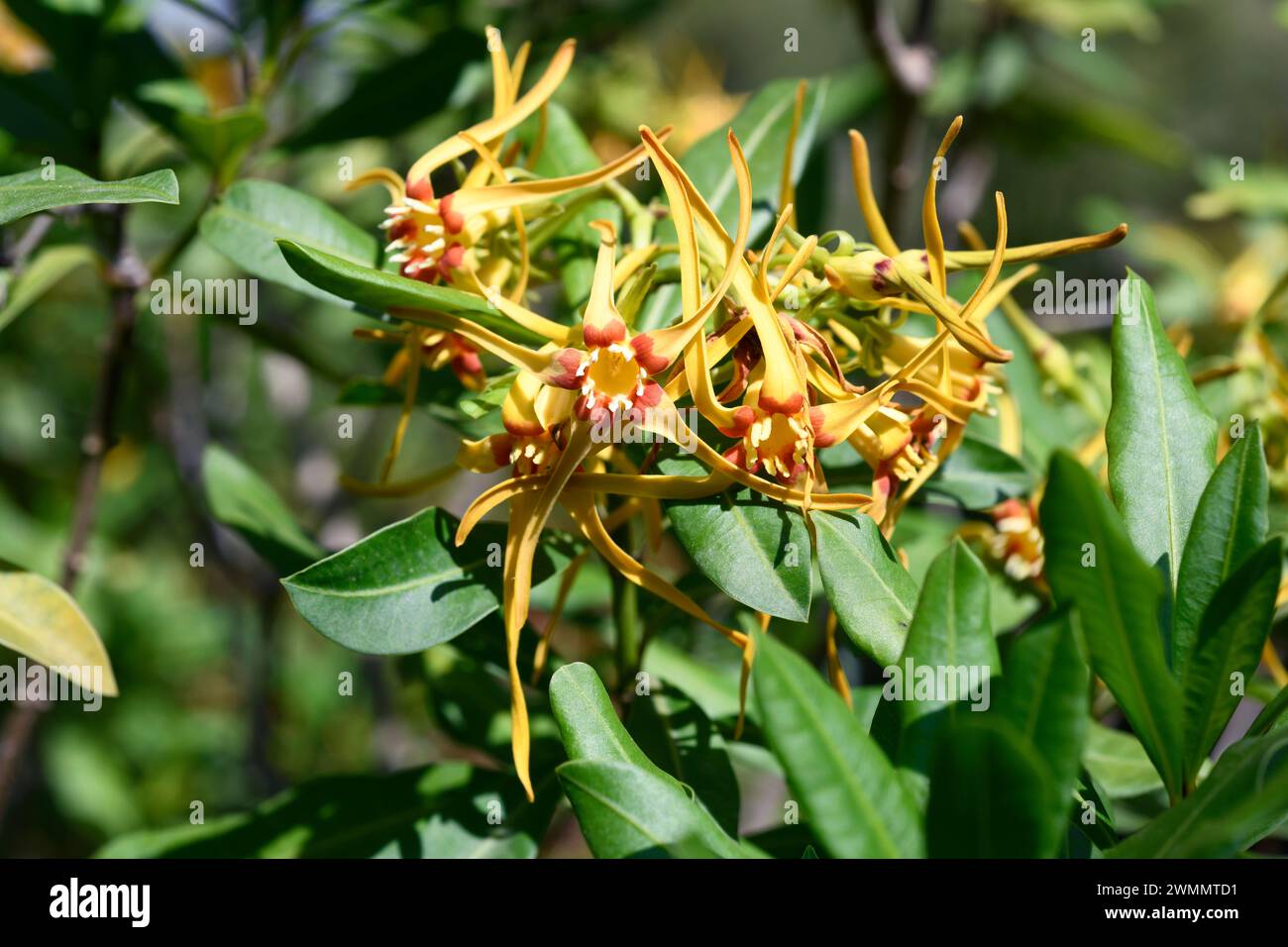 Forest poison rope (Strophanthus speciosus) is ashrub toxic and medicinal native to southern Africa. Flowers detail. Stock Photo