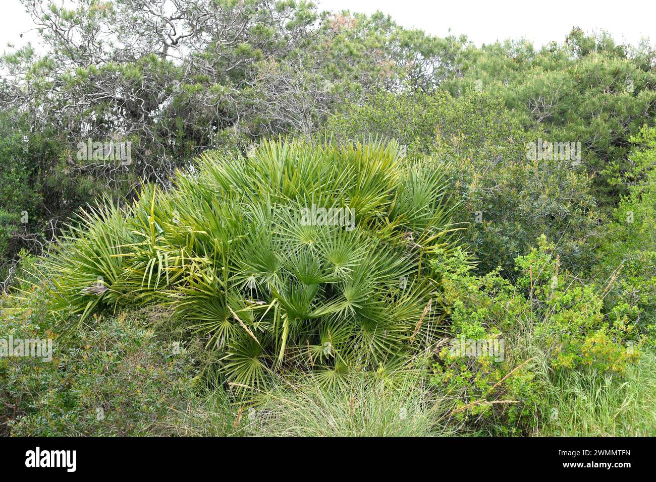 Mediterranean dwarf palm (Chamaerops humilis) is a small palm native to western Mediterranean basin. This photo was taken in El Saler, Valencia, Comun Stock Photo