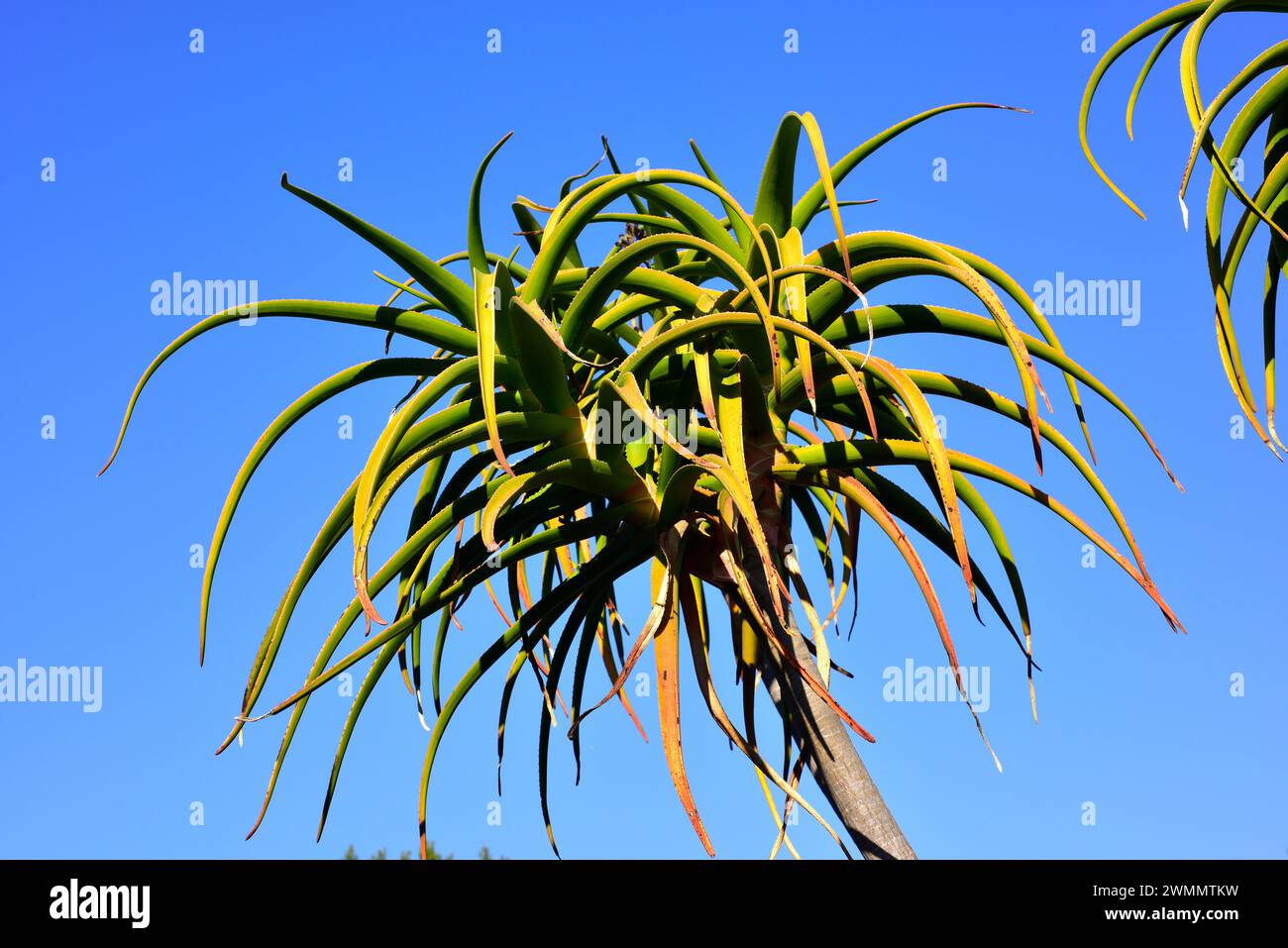Tree aloe (Aloe barberae or Aloidendron barberae) is a succulent arborescent plant native to southern Africa. Stock Photo