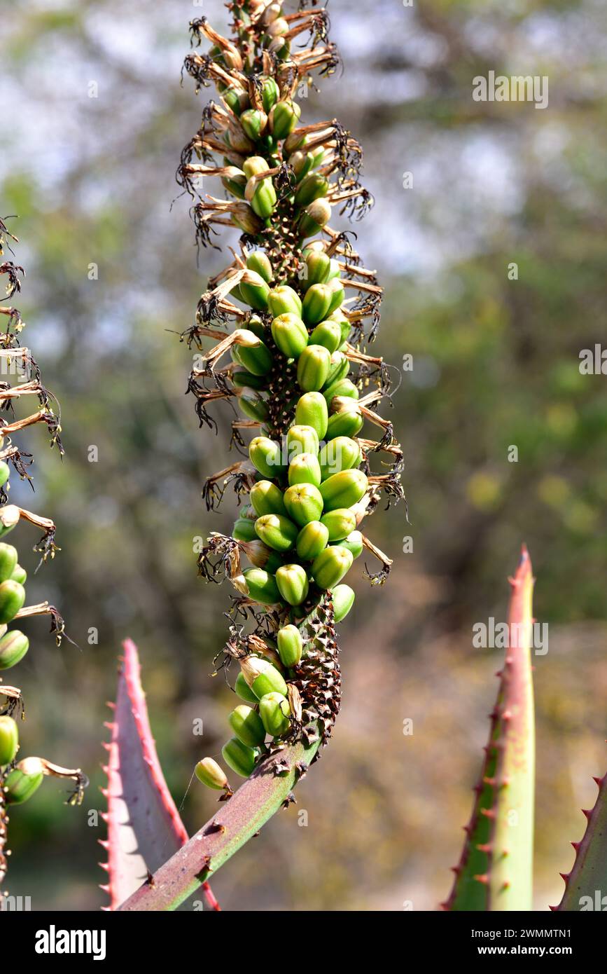 Bitter aloe (Aloe ferox) is a succulent medicinal plant native to southern Africa. Fruits detail. Stock Photo