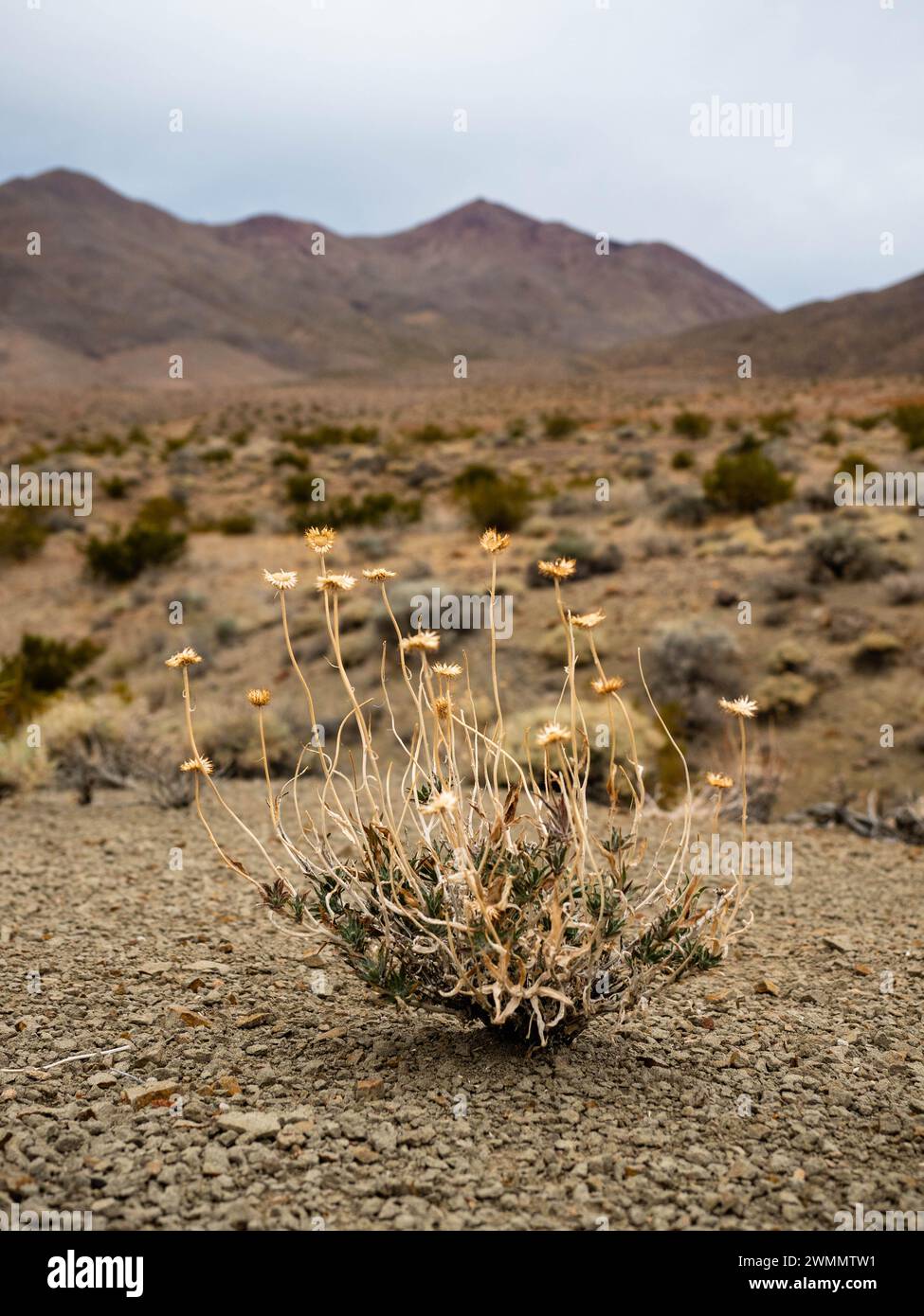Mojave aster, a species of Woodyasters, Xylorhiza tortifolia in Death Valley National Park Stock Photo