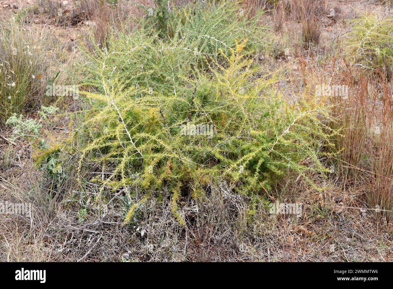 Esparraguera blanca (Asparagus albus) is a shrub native to western Mediterranean basin. This photo was taken in Cabo de Gata Natural Park, Almeria, An Stock Photo