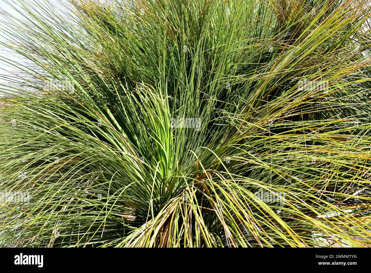 Junquillo (Dasylirion longissimum) is a shrub native to northern Mexico. Stock Photo