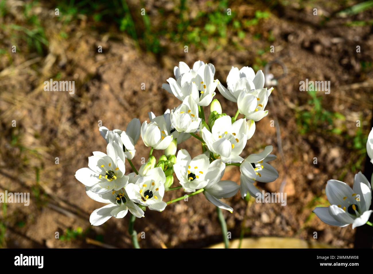 Arab's eye or Arabian starflower (Ornithogalum arabicum) is a perennial herb native to northern Africa and southern Europe. Flowers detail. Stock Photo