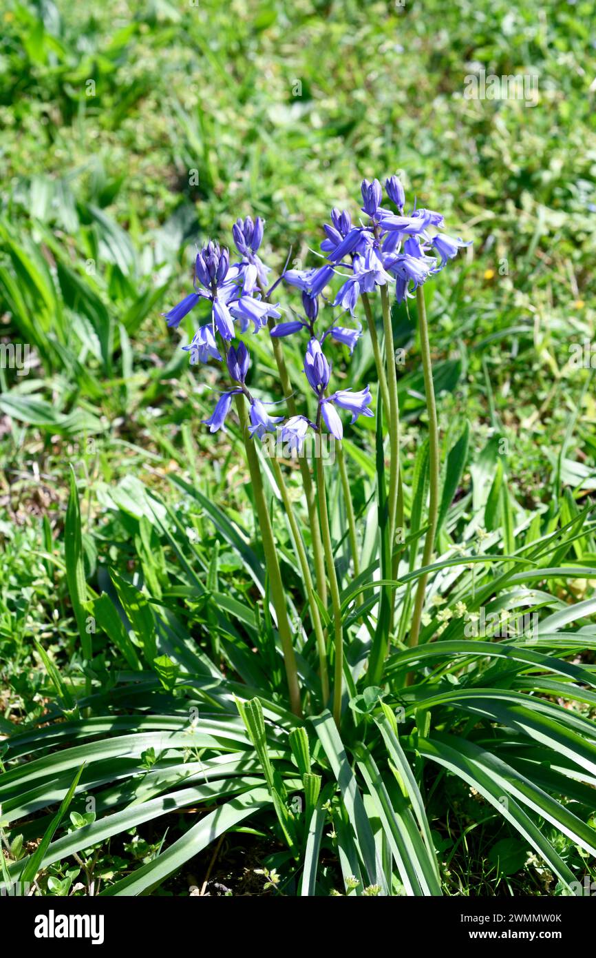 Pyrenean squill (Scilla lilio-hyacinthus) is a perennial herb native to northern Spain mountains and central and southern France. This photo was taken Stock Photo