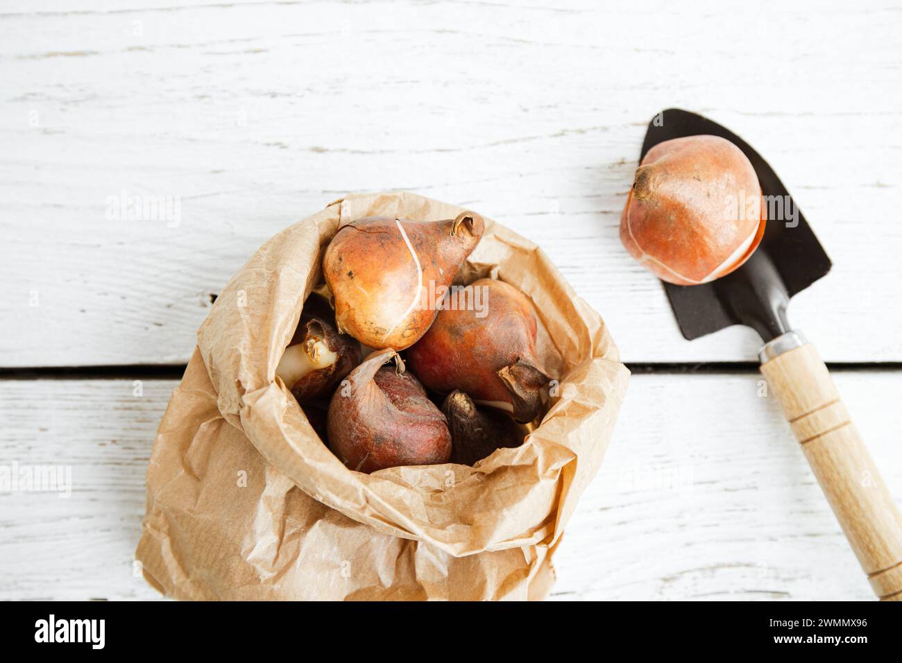 Above view of tulip bulbs in brown paper bag in autumn. Seed safe storage concept. White wood board with garden trowel gardening background. Stock Photo