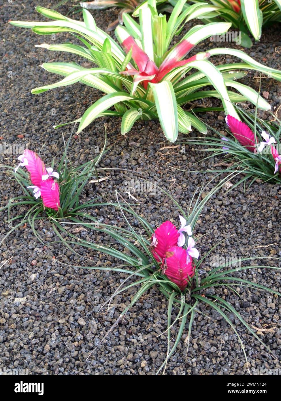 Tillandsia cyanea, or pink quill, Hawaii, USA Stock Photo