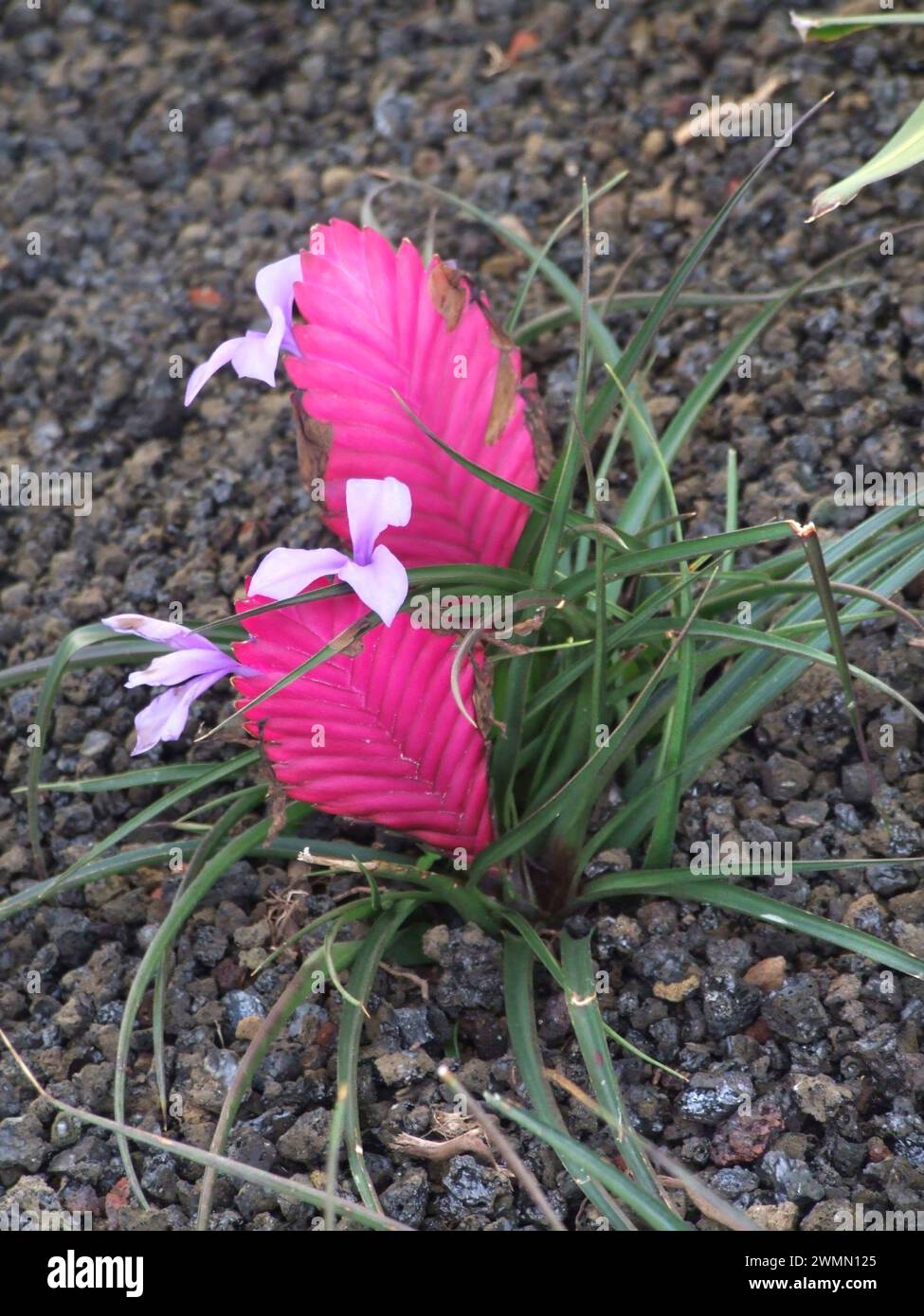 Tillandsia cyanea, or pink quill, Hawaii, USA Stock Photo