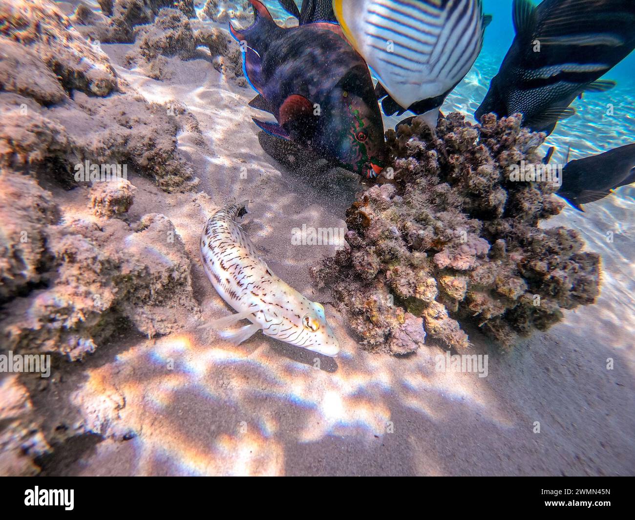 Close up view of Speckled sandperch fish known as Parapercis hexophthalma underwater on sand at the coral reef. Underwater life of reef with corals an Stock Photo