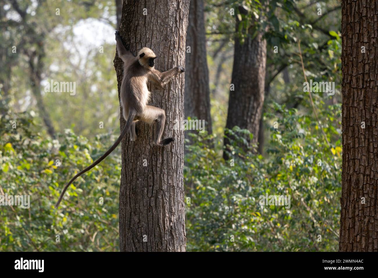 Blackfooted Langur Semnopithecus hypoleucos, beautiful popular