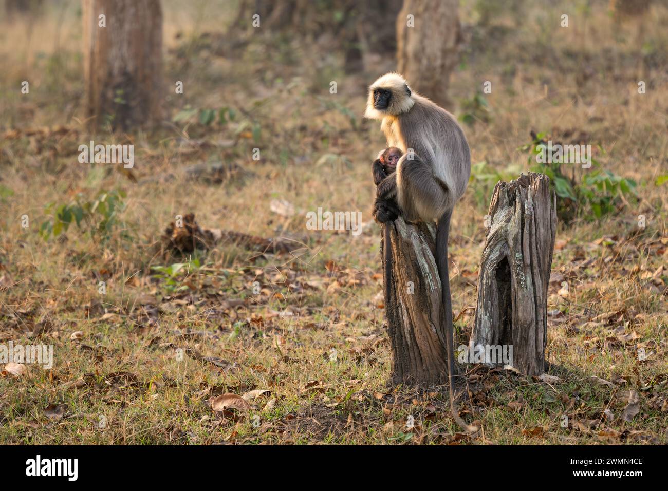 Blackfooted Langur Semnopithecus hypoleucos, beautiful popular