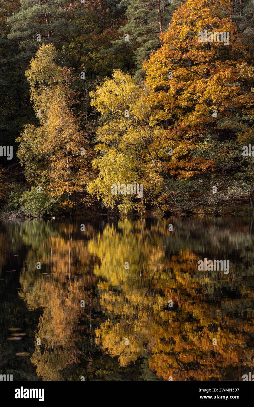 The trees mirrored on the tranquil surface of a lake Stock Photo - Alamy