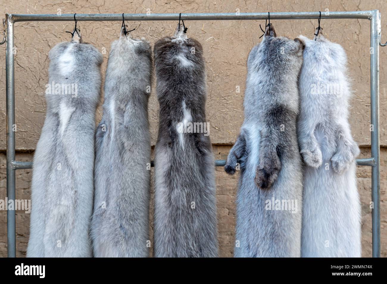 Mink Pelts. Animal fur. Stop wearing fur. Grey fur skins are hanging outside. Trade in fur products. Stock Photo