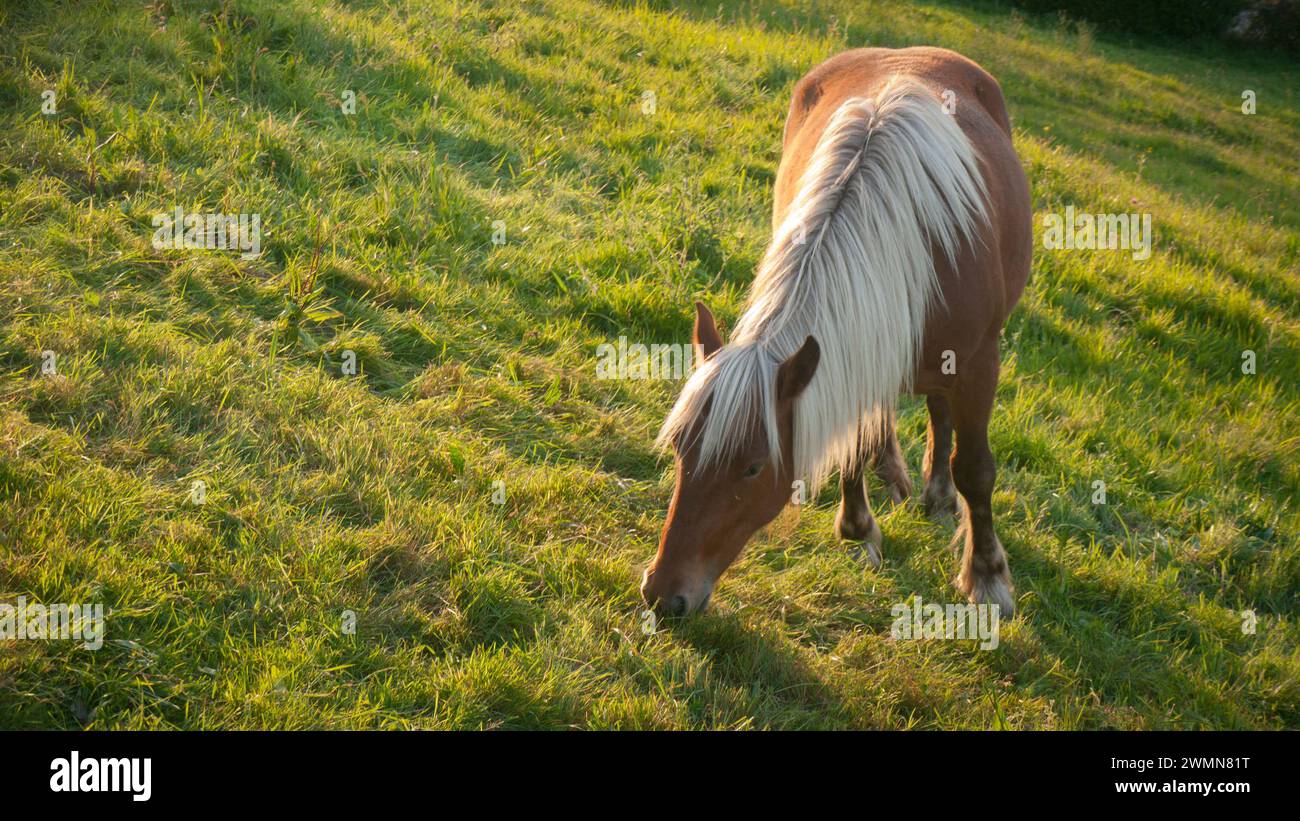 White hair brown horse grazing in a field Stock Photo