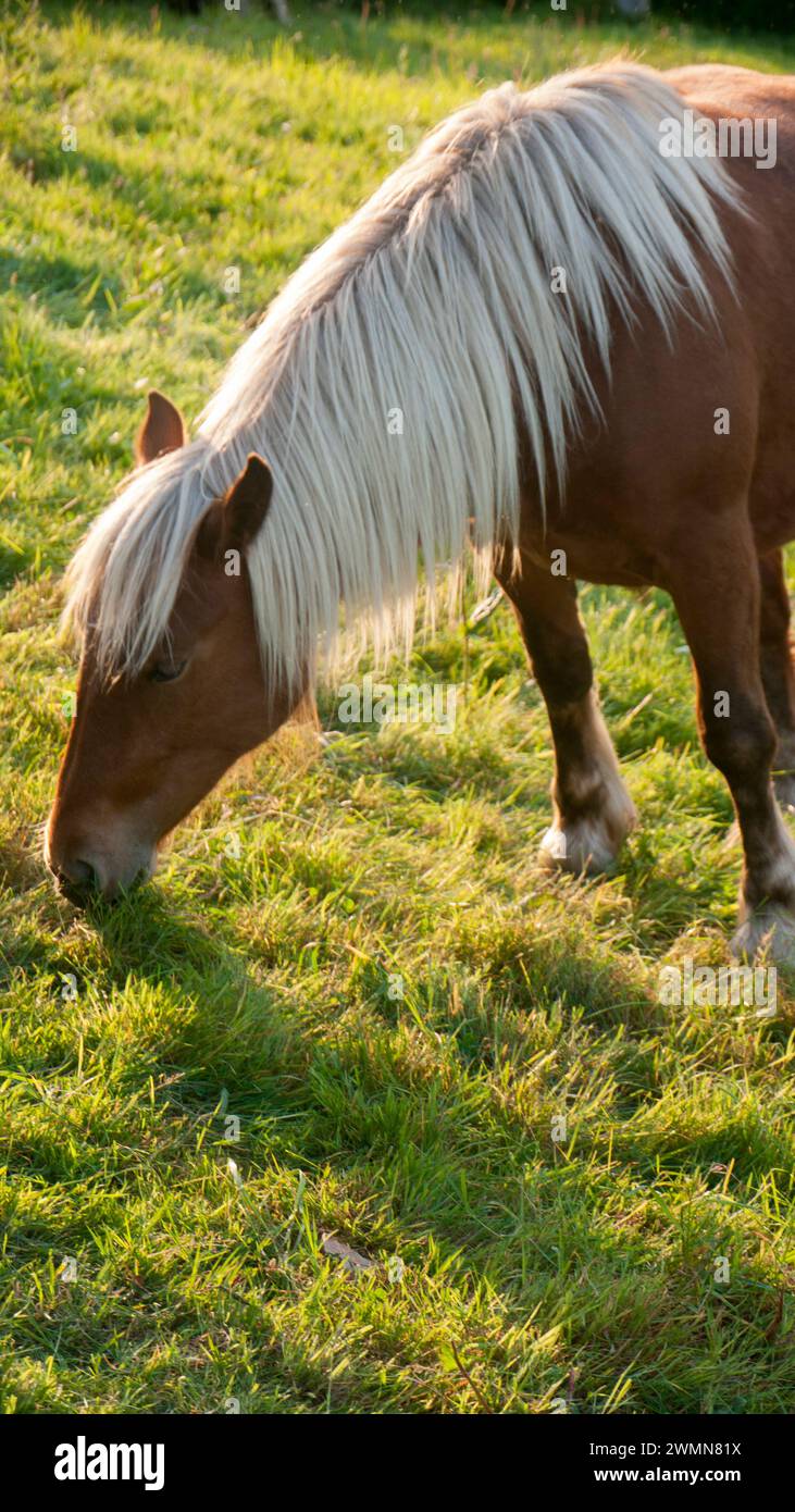 White hair brown horse grazing in a field Stock Photo