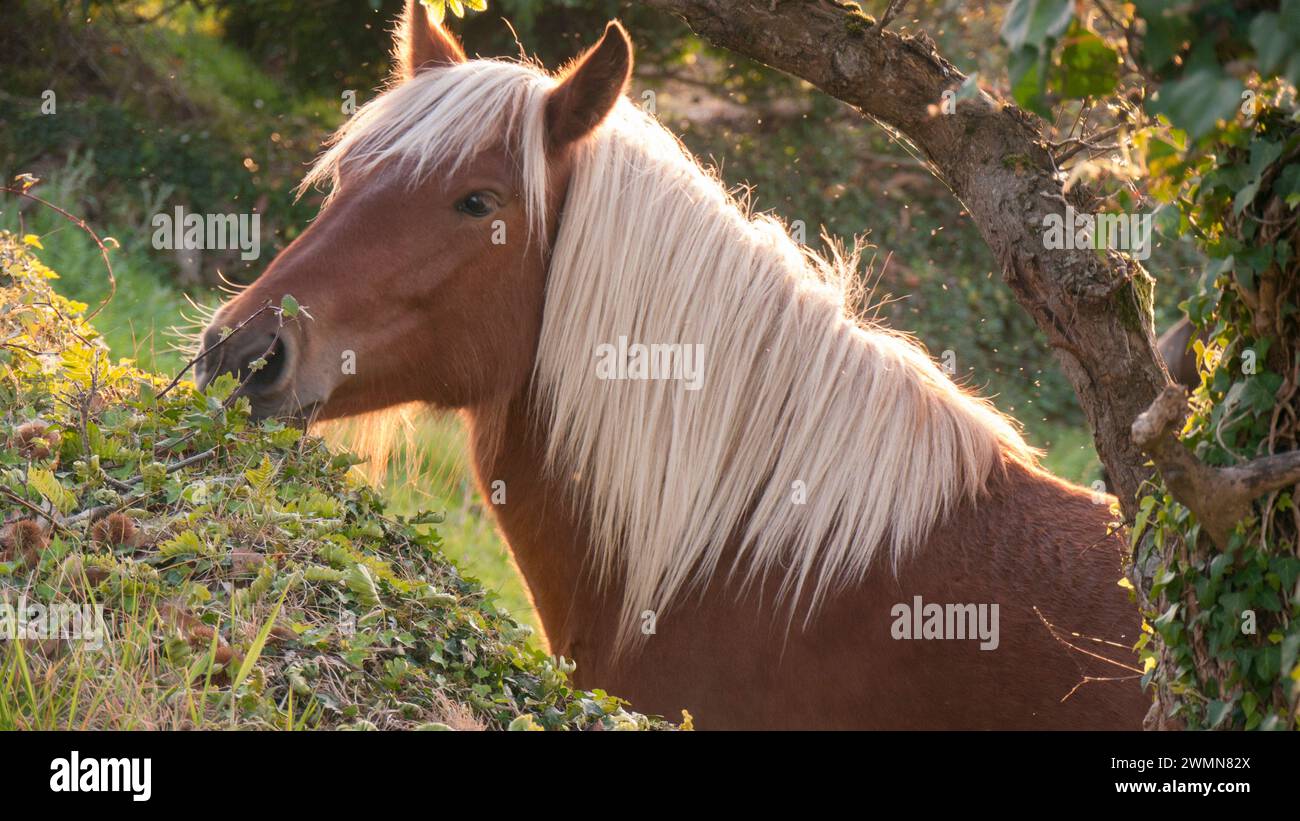 White hair brown horse grazing in a field Stock Photo