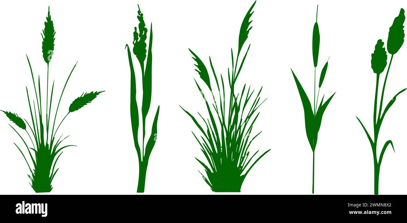 Bull Rushes Drawings Black and white bull rushes Stock Vector Images - Alamy