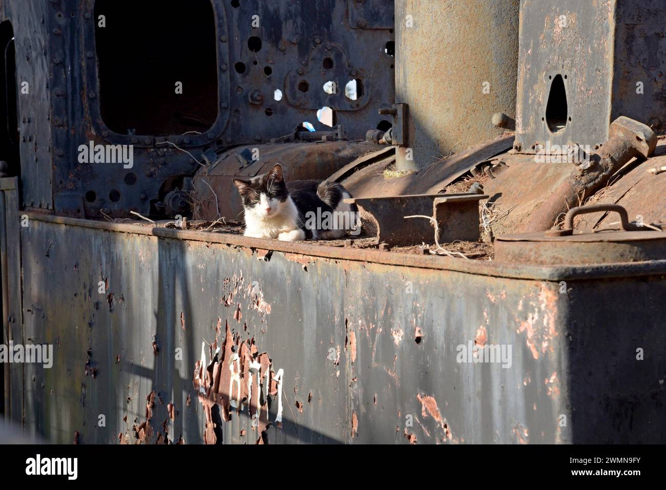 Stray cat laying on an abandoned and disused steam locomotive of the Diakopto Narrow gauge rack railway in the Peloponnese, Greece, May 2023 Stock Photo