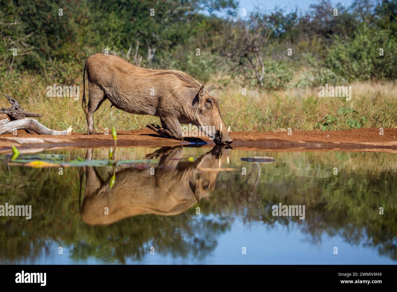 Common Warthog Phacochoerus Africanus Drinking In Waterhole With common-warthog-phacochoerus-africanus-drinking-in-waterhole-with