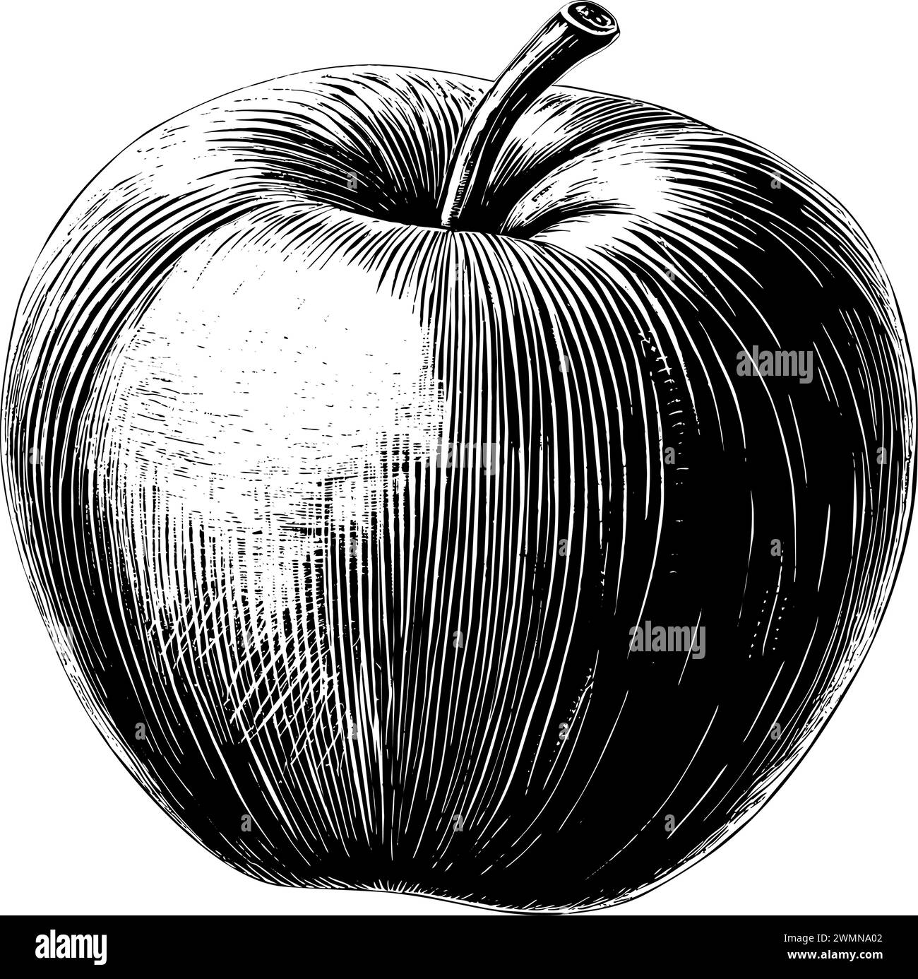 Apple engraving hand drawn isolated fruit Stock Vector