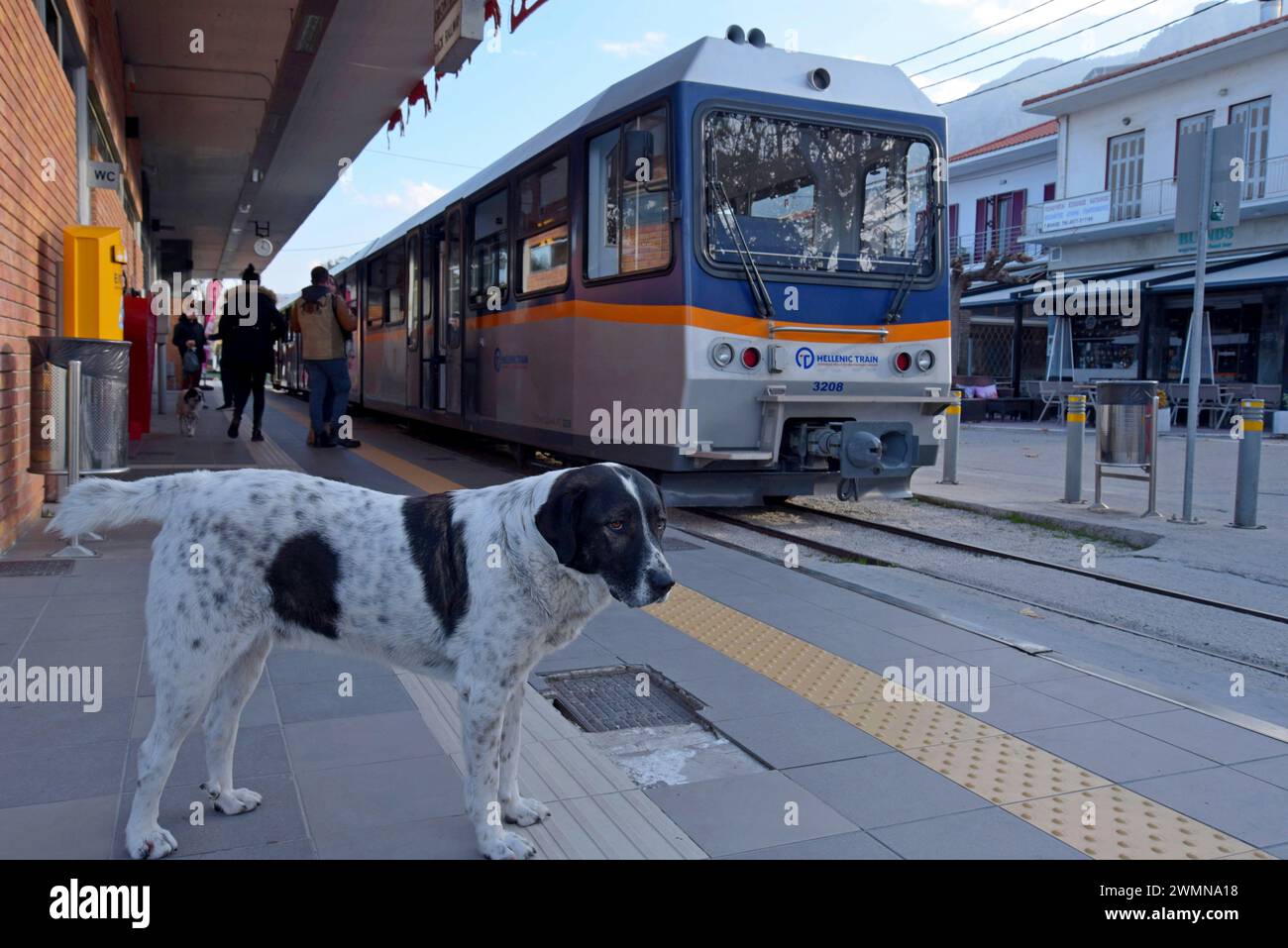 Stray dogs next to a diesel railcar of the Diakopto rack railway at the main station in  Diakopto, Peloponnese, Greece, May 2023 Stock Photo