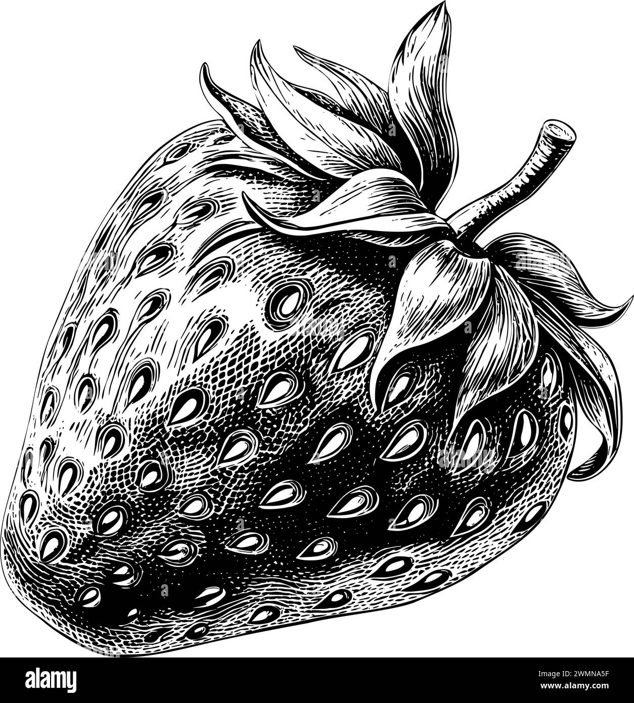 Strawberry engraving hand drawn isolated berry Stock Vector