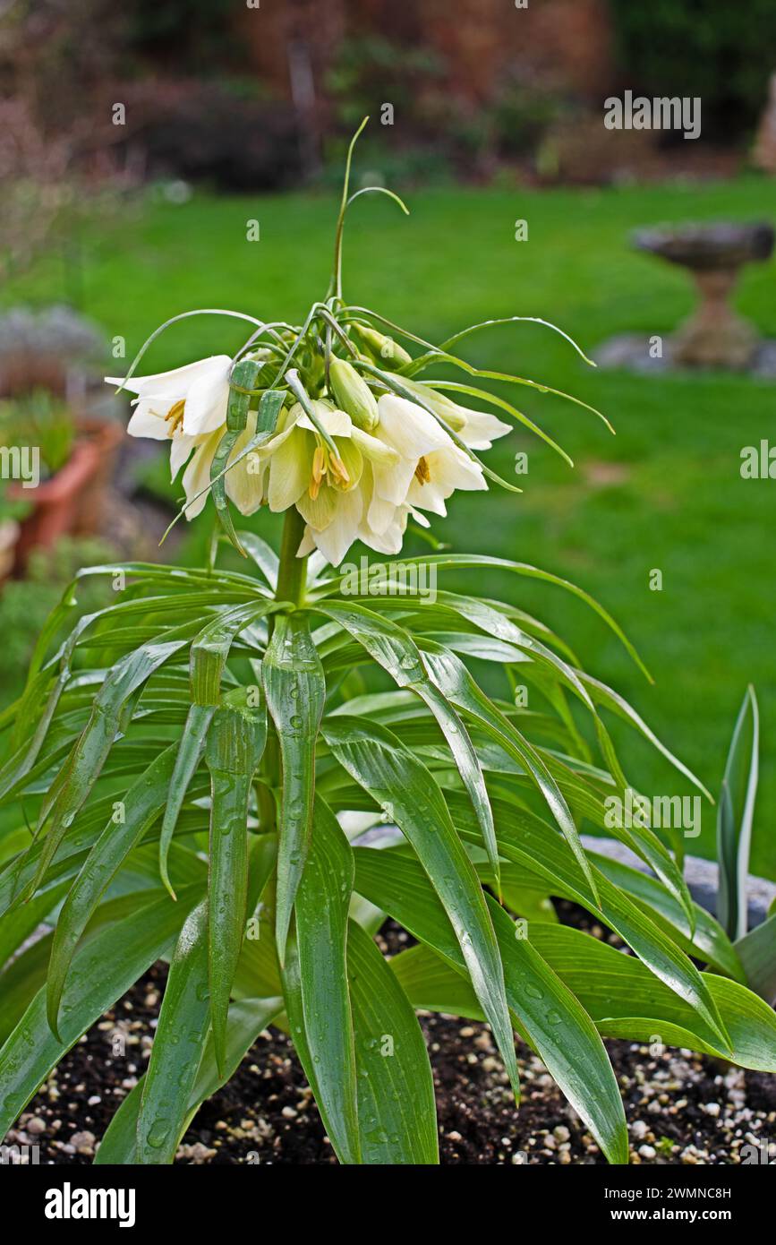Fritillaria 'Raddeana' Crown Imperial Stock Photo