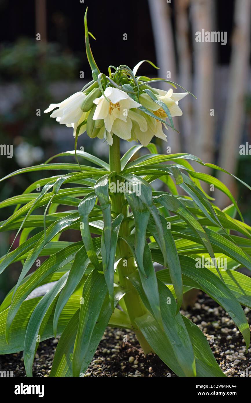 Fritillaria 'Raddeana' Crown Imperial Stock Photo