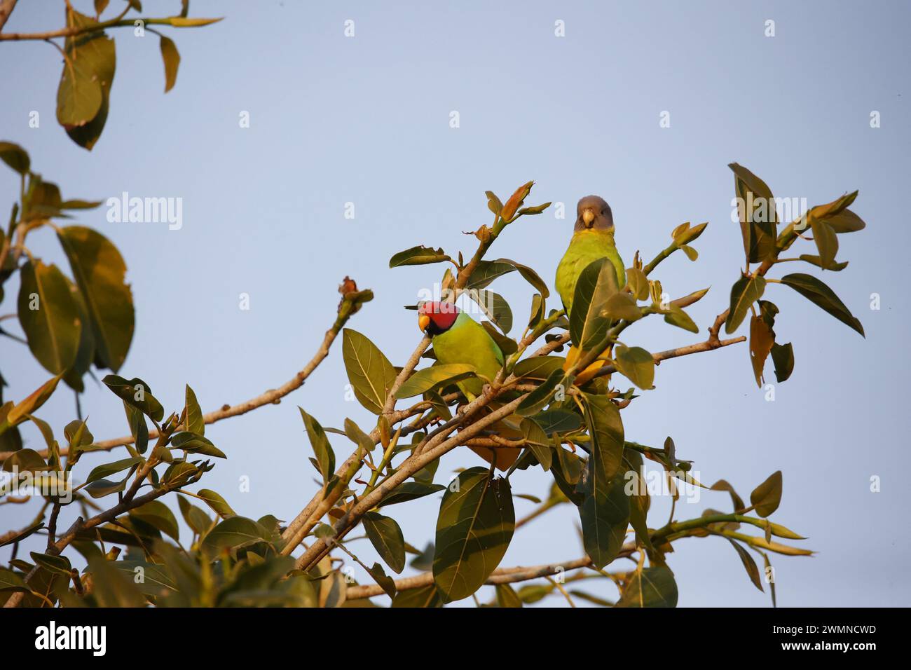 A pair of plum headed parakeets in a tree Stock Photo