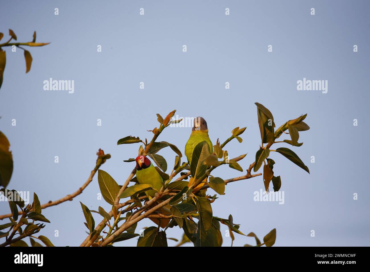 A pair of plum headed parakeets in a tree Stock Photo