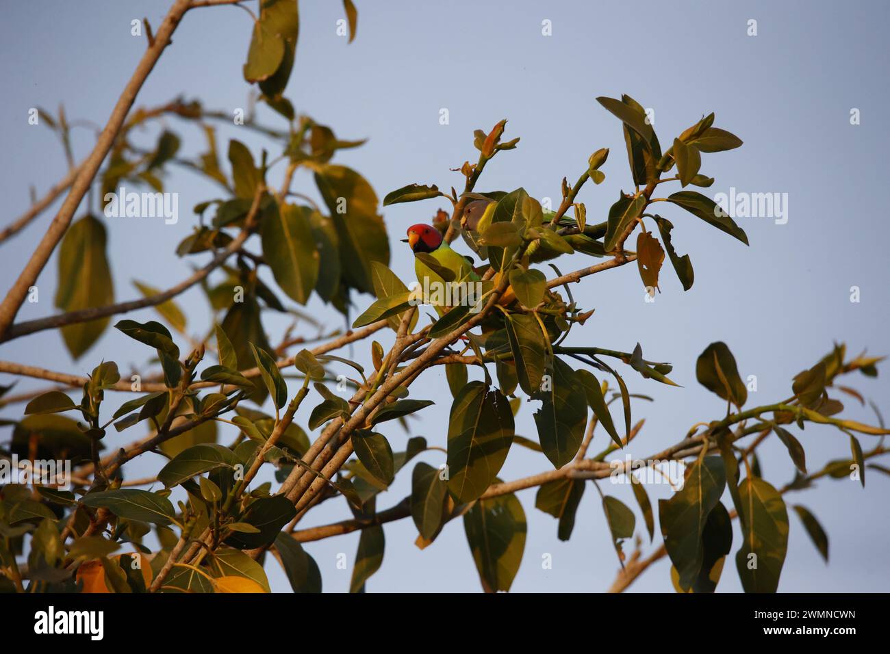A pair of plum headed parakeets in a tree Stock Photo
