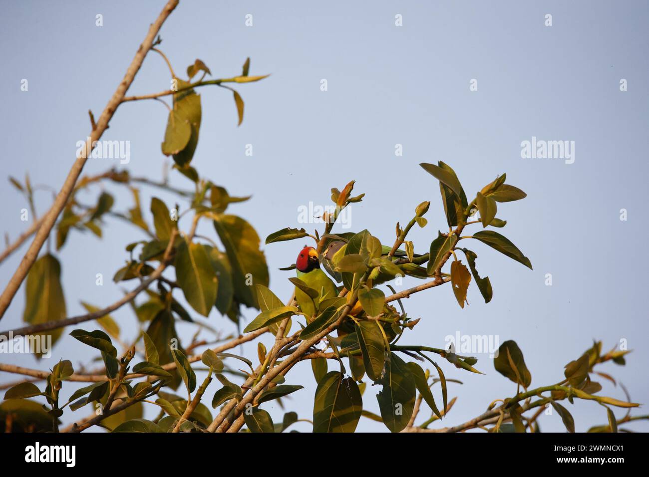 A pair of plum headed parakeets in a tree Stock Photo