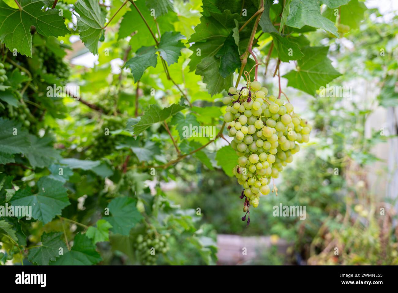 White grapes in a greenhouse background. Grapevine in greenhouse. Unripe green grapes. Leaves and green bunches of grapes. Green background. Stock Photo