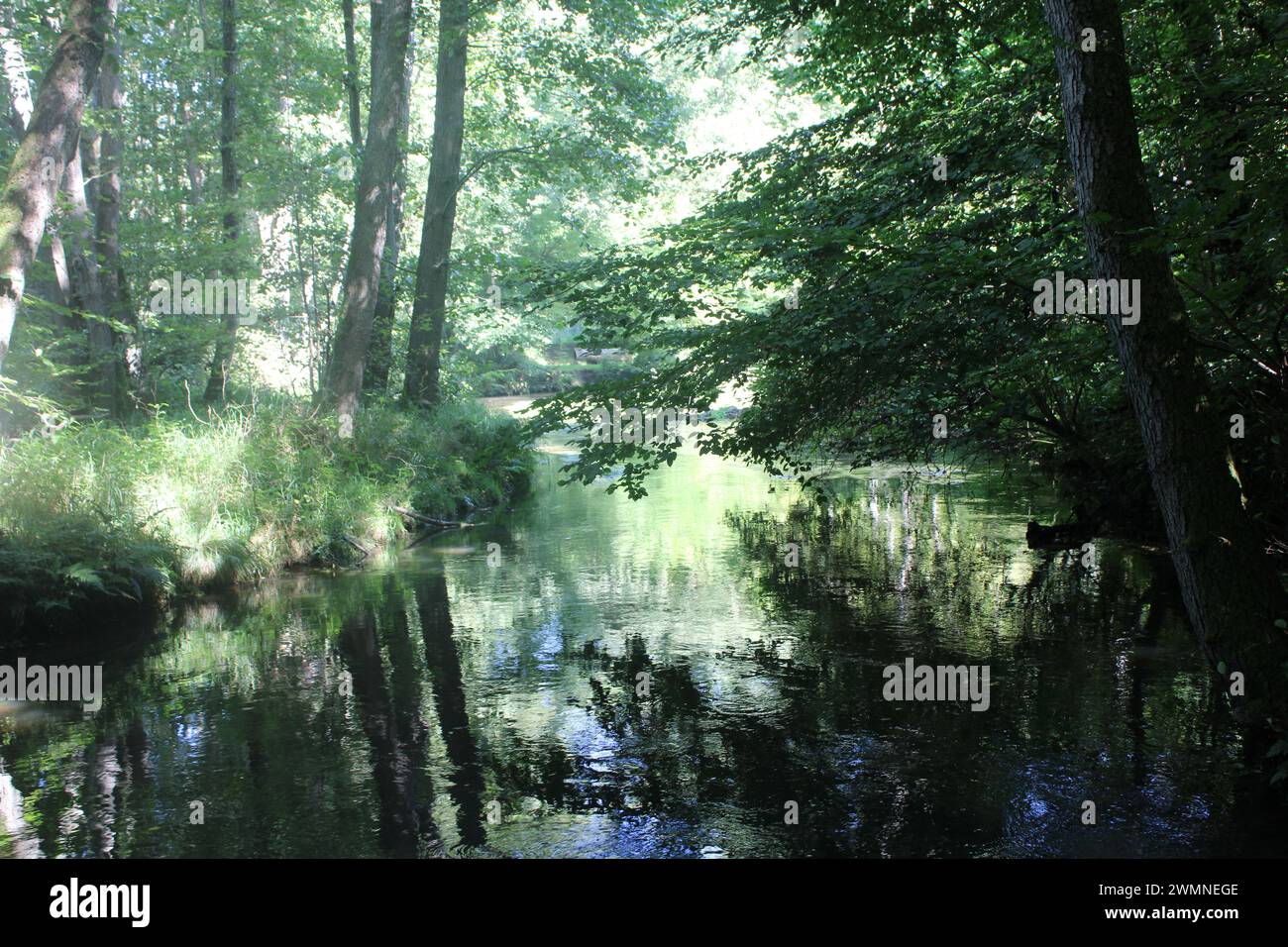 Fluss im Wald Stock Photo