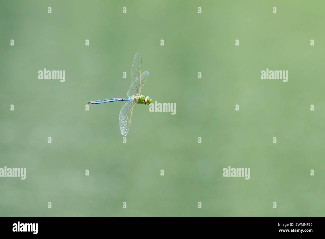 An emperor dragonfly (Anax imperator) flying over water, sunny day in ...