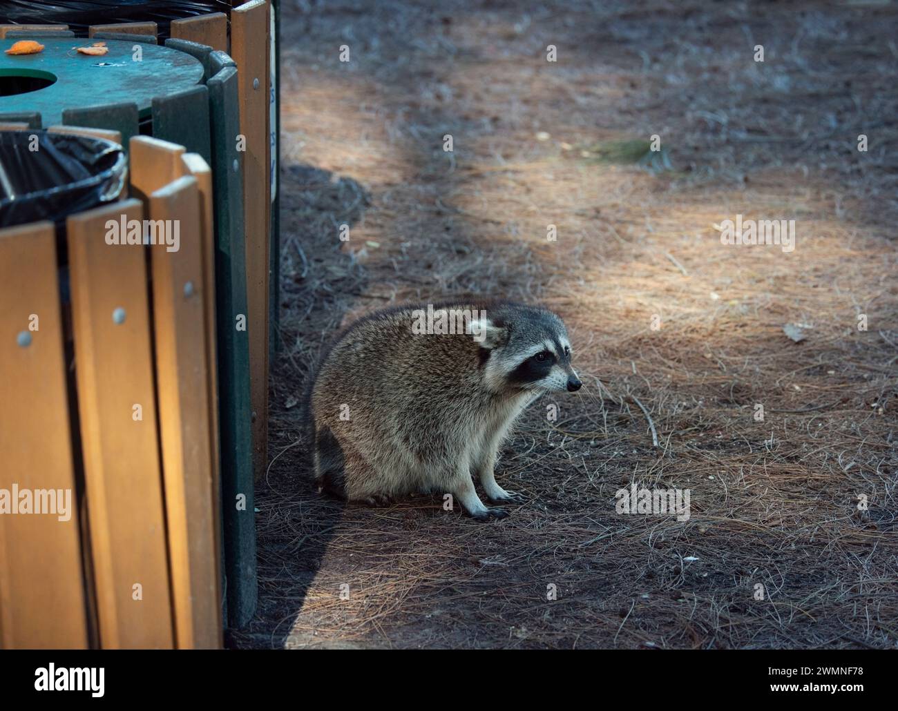 Fat Rj Racoon Fat raccoon hi-res stock photography and images - Alamy