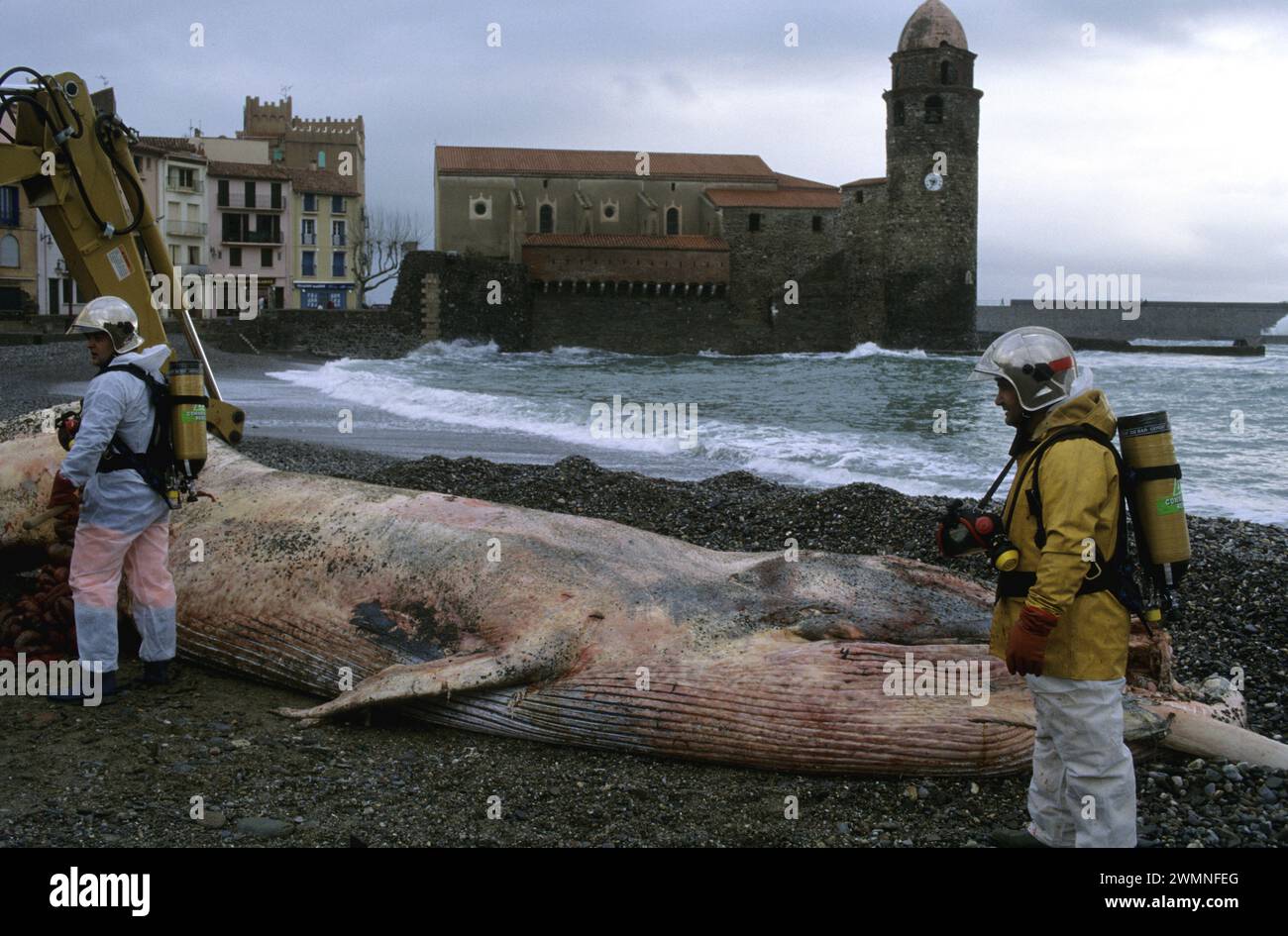 south of france mediterranean sea whale Collioure Stock Photo