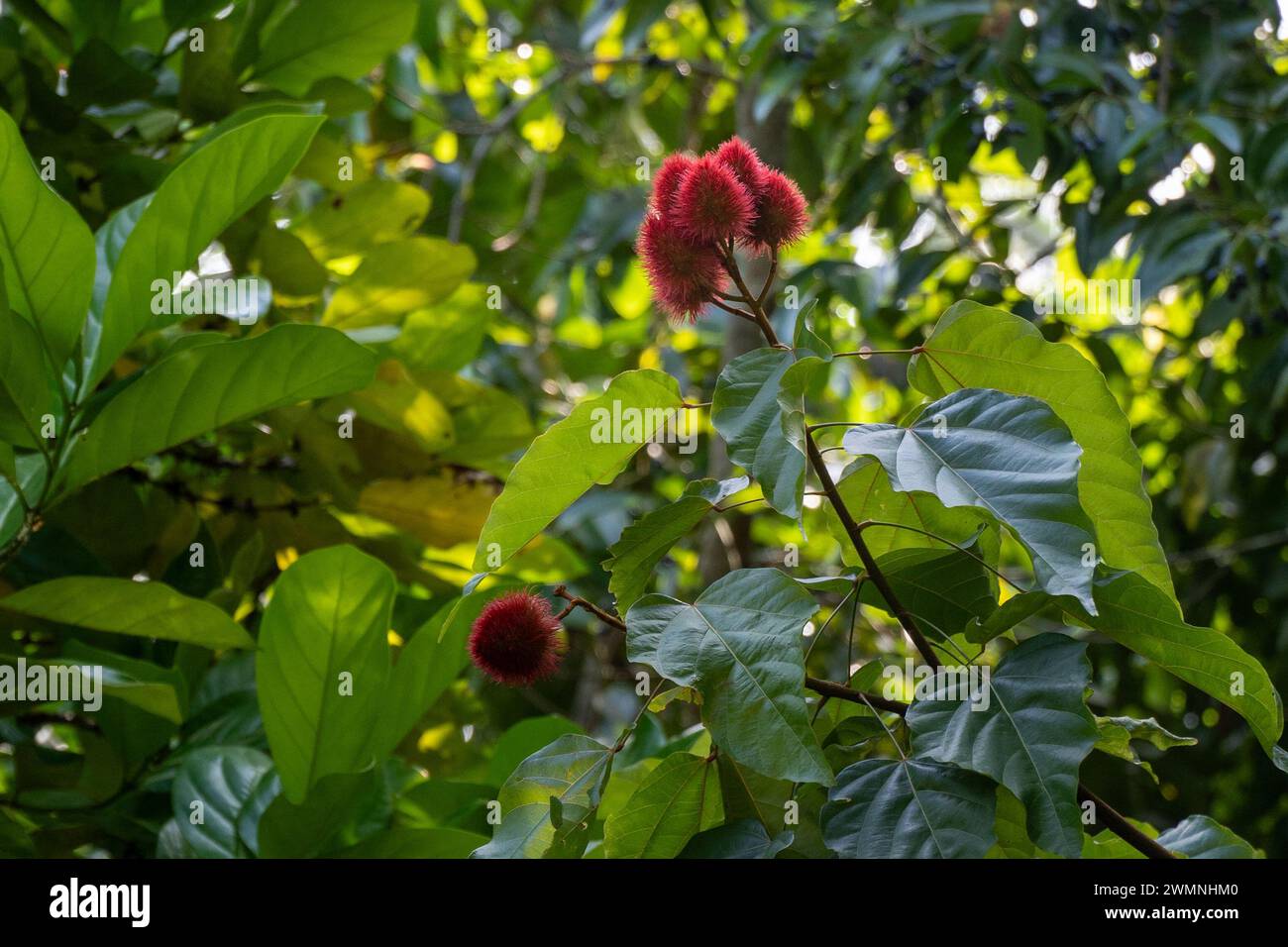 Rambutan (Nephelium lappaceum) is a medium-sized tropical tree in the family Sapindaceae. The name also refers to the edible fruit produced by this tr Stock Photo