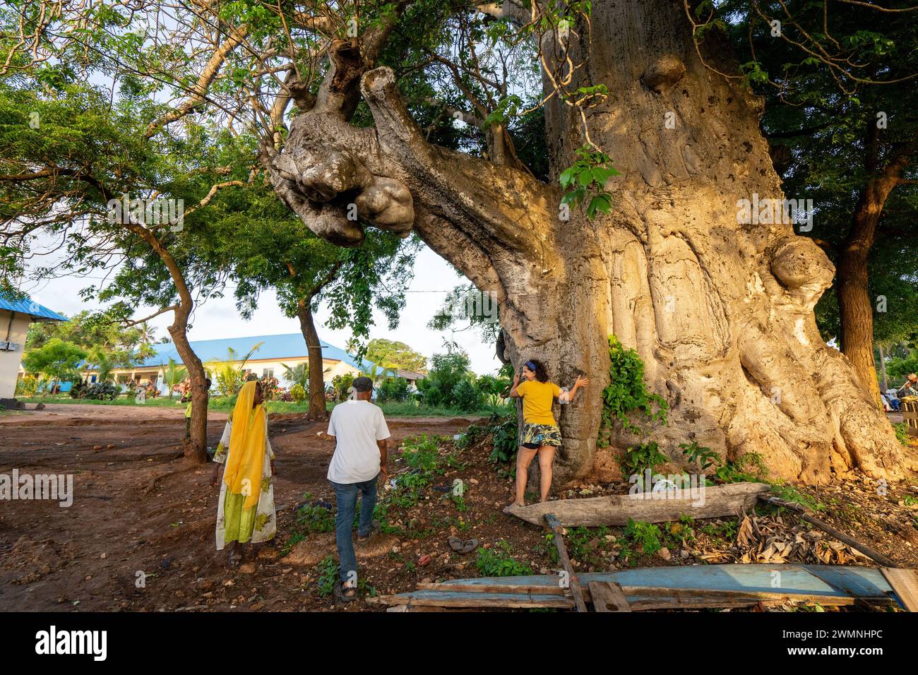 Mature Baobab Tree. Photographed in Zanzibar Stock Photo