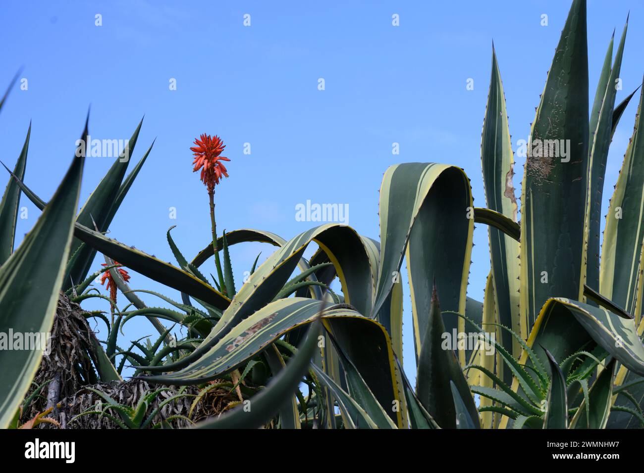 flowering red Aloe flower and Agave americana, (variegated cultivar) commonly known as the century plant, maguey, or American aloe, is a flowering pla Stock Photo