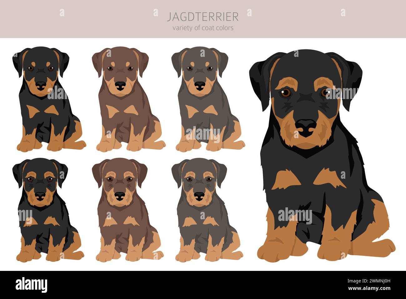 Jagdterrier puppy clipart. Different poses, coat colors set.  Vector illustration Stock Vector