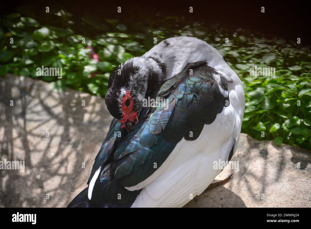 Muscovy duck (Cairina moschata) close up The Muscovy duck, also known as the Barbary duck, is a tropical duck that has been domesticated. It is reared Stock Photo