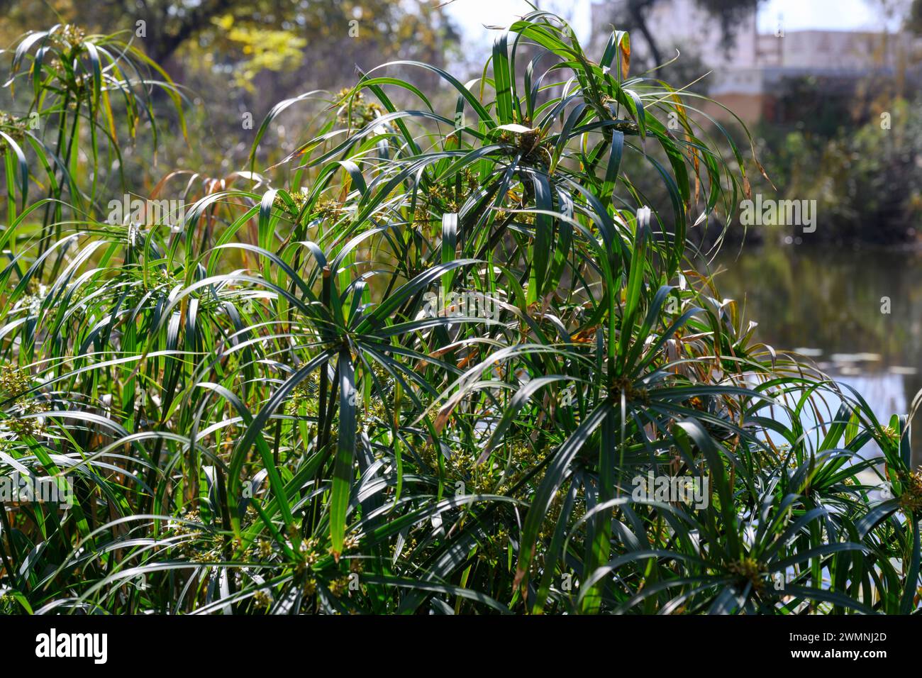 Umbrella plant (Cyperus alternifolius syn Cyperus involucratus). Called Umbrella palm, Umbrella papyrus and Umbrella sedge grows on the shore of a man Stock Photo