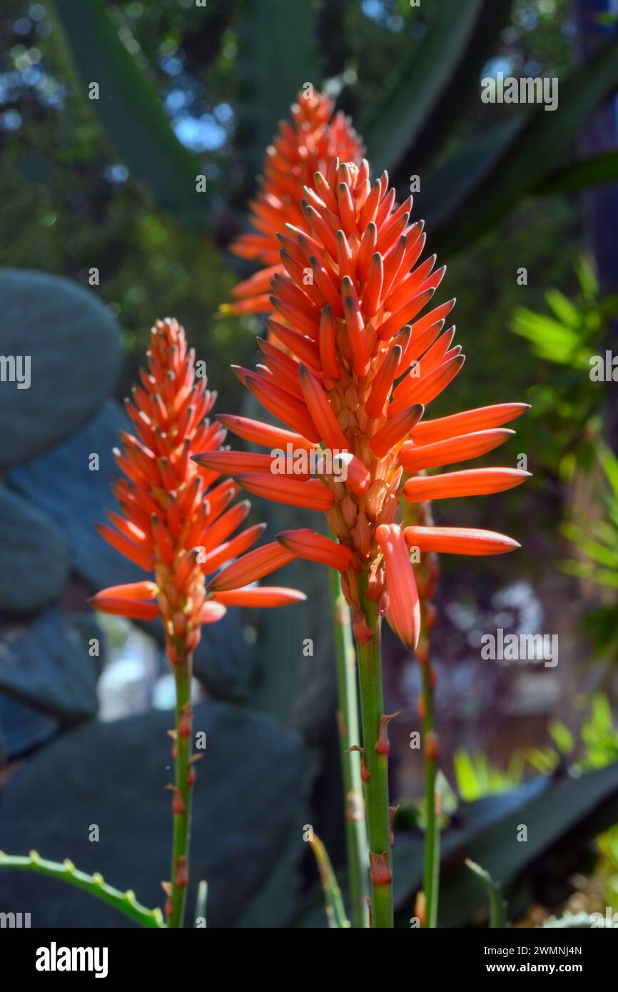 Flaming red flowers of an aloe arborescens plant photographed in an urban cacti garden in Tel Aviv Stock Photo