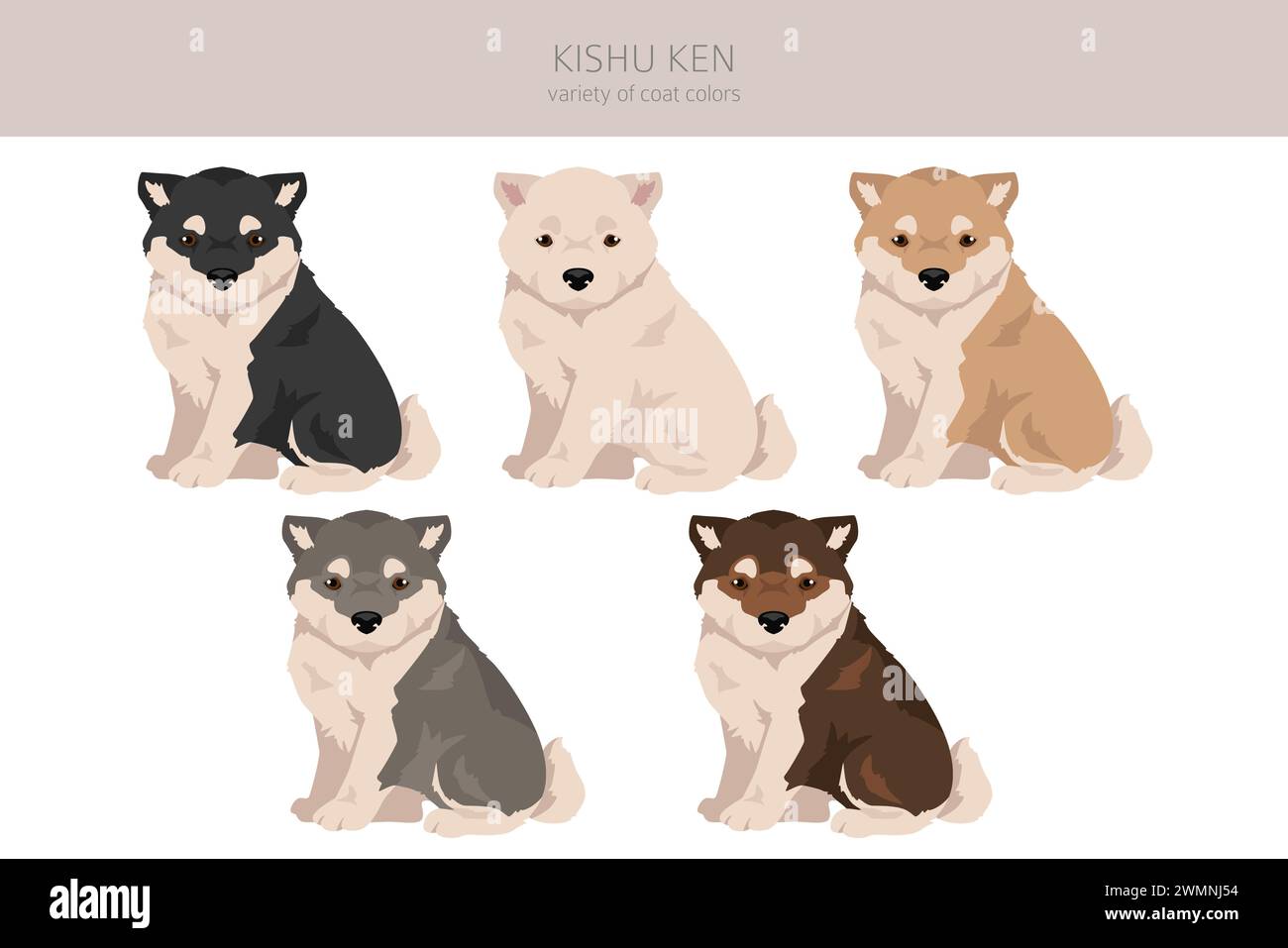 Kishu Ken puppy clipart. Different poses, coat colors set.  Vector illustration Stock Vector