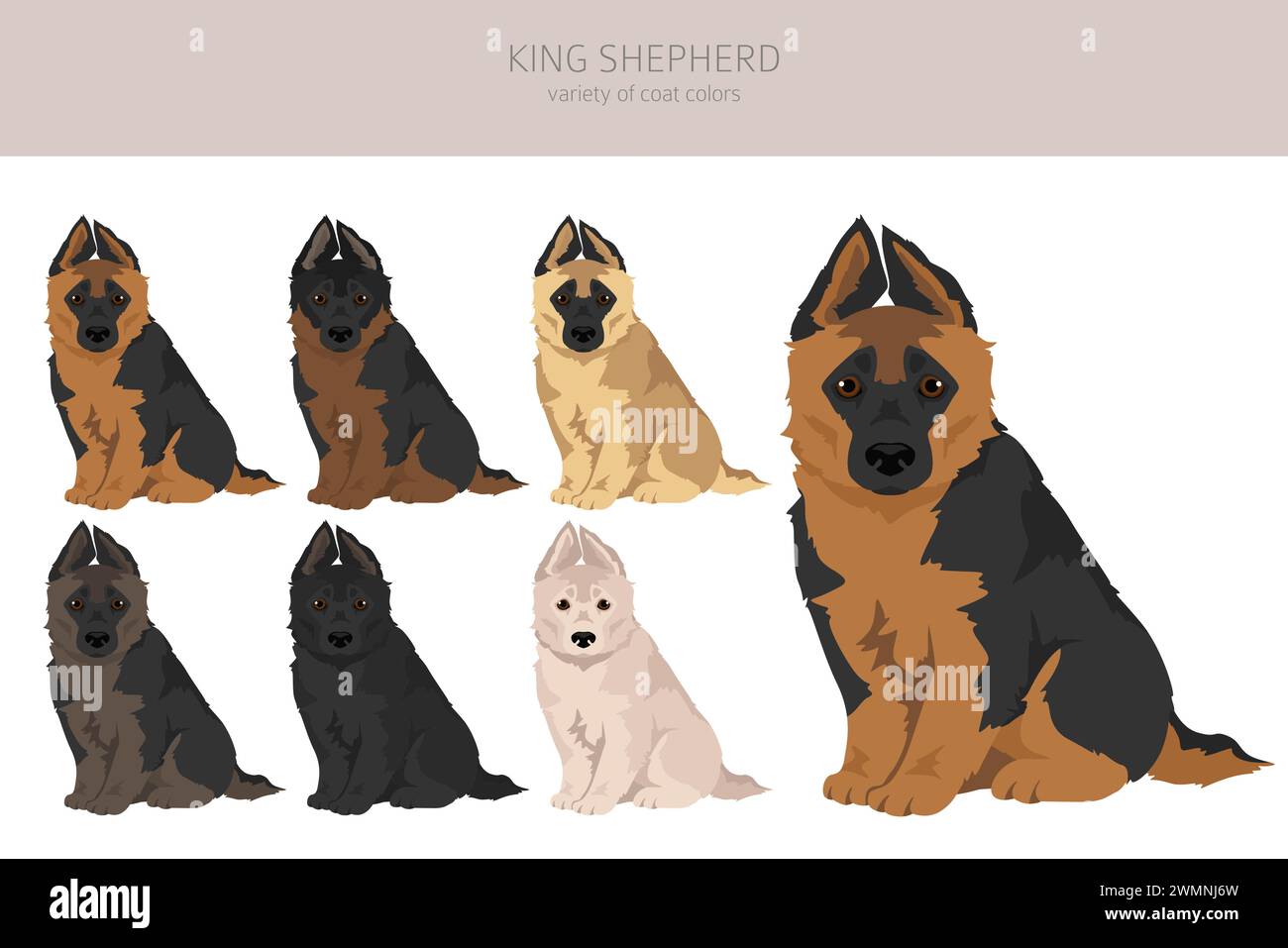 German shepherd dog coat types 2025