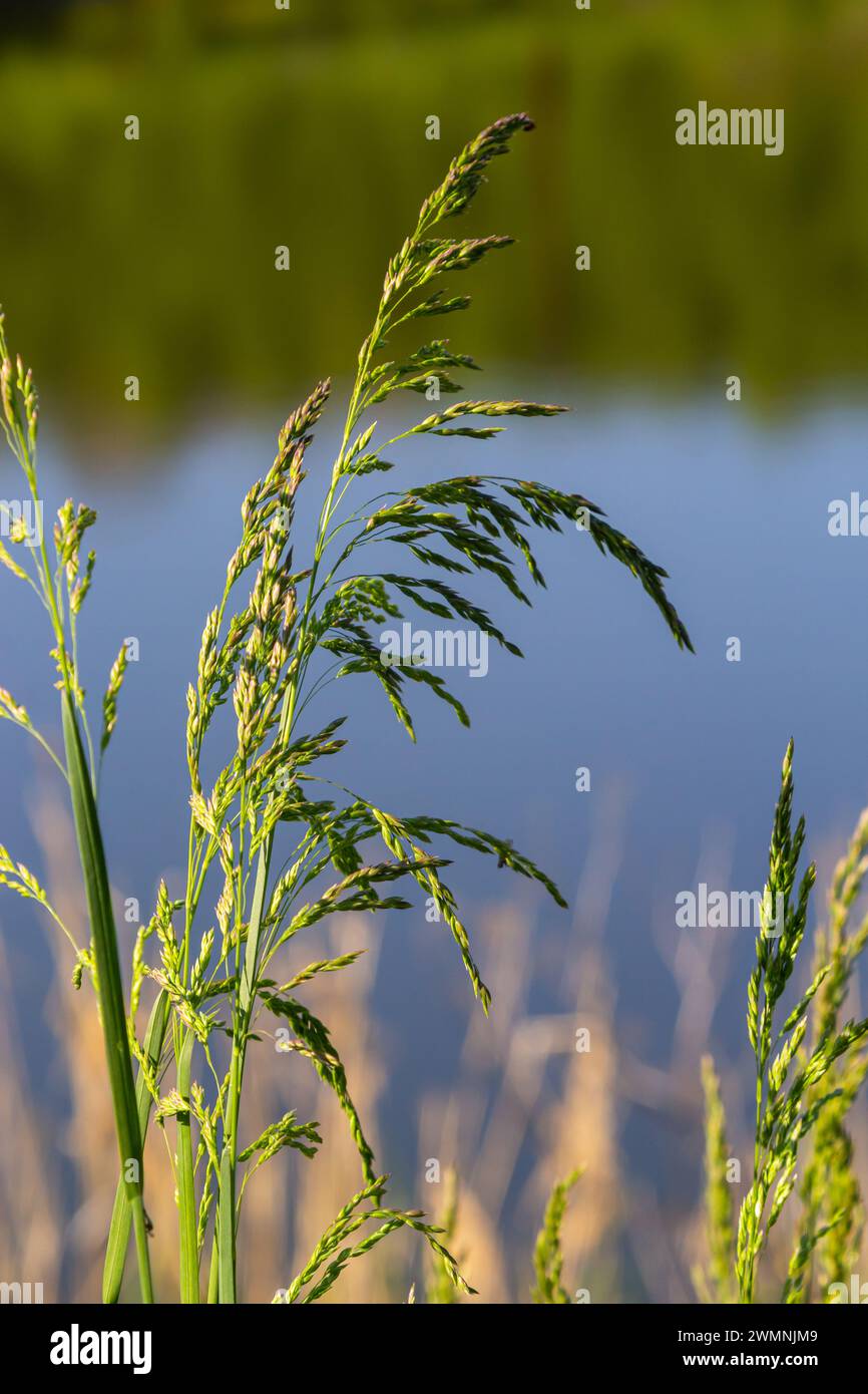 Meadow grass meadow with the tops of stele panicles. Poa pratensis green meadow european grass. Stock Photo