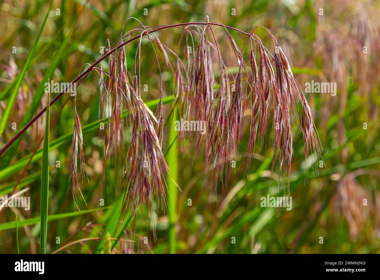 The plant Bromus sterilis, anysantha sterilis, or barren brome belongs to the Poaceae family at the time of flowering. wild cereal plant Bromus steril Stock Photo