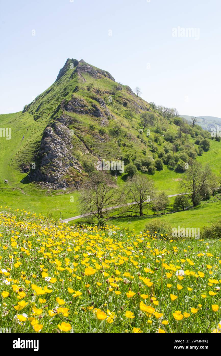 Chrome Hill Peak District with spring flowers in foreground Stock Photo