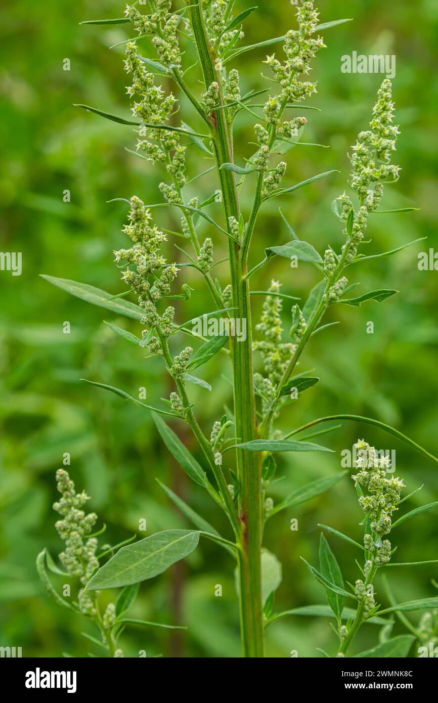 Chenopodium album, edible plant, common names include lamb's quarters, melde, goosefoot, white goosefoot, wild spinach, bathua and fat-hen. Stock Photo